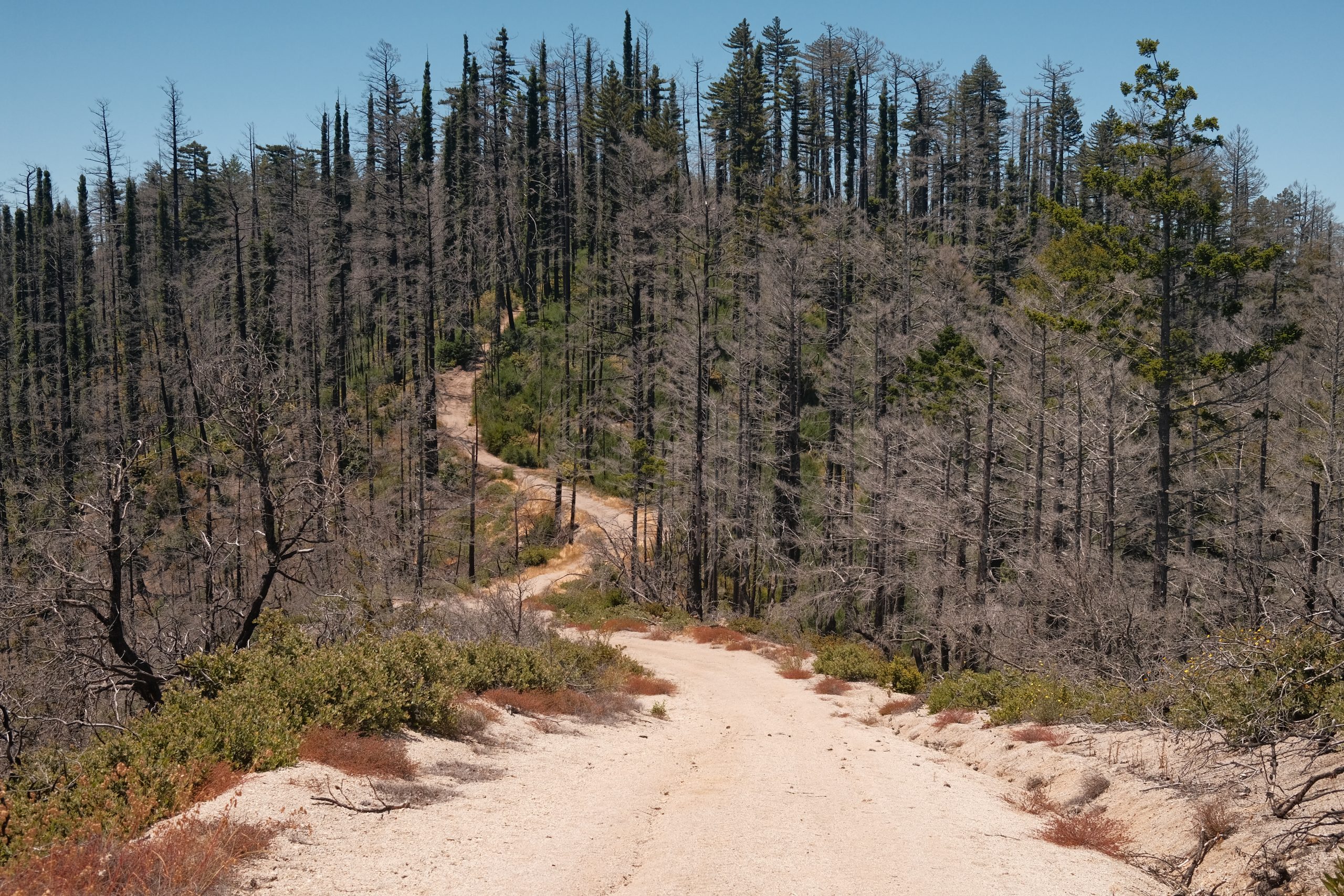 Photograph of trees with a dirt road through the middle, some of the trees are burnt and some are alive.
